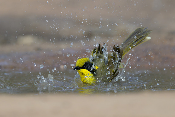 Yellow-tufted Honeyeater