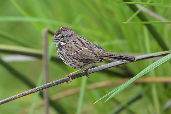 Song Sparrow