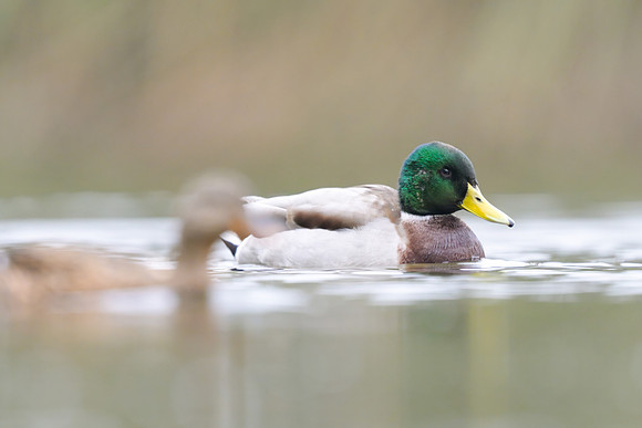 Mallard