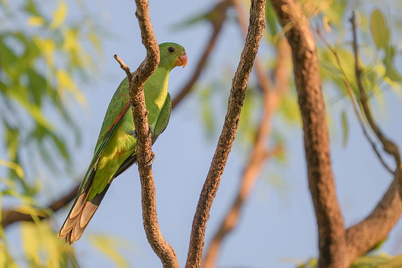 Red-winged Parrot