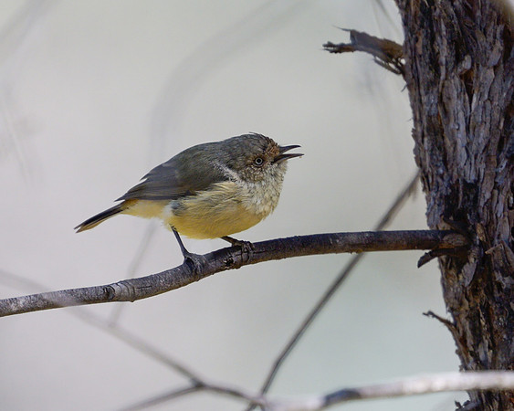 Buff-rumped Thornbill