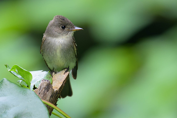 Western Wood-pewee