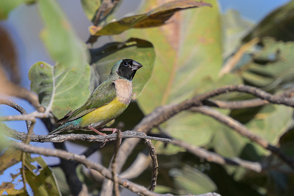 Gouldian Finch