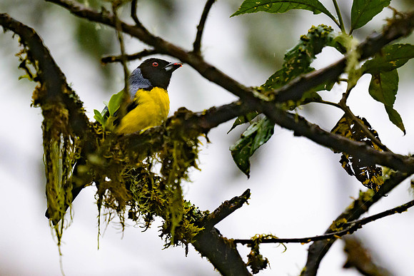 Hooded Mountain Tanager