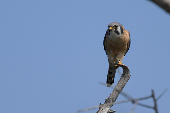 American Kestrel