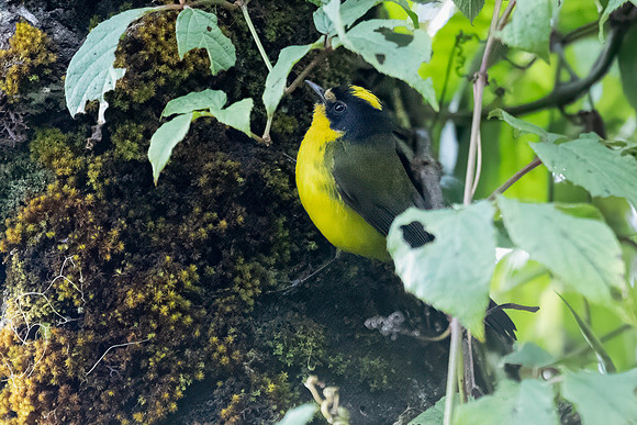 Yellow-crowned Redstart