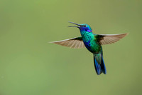 Sparkling Violetear