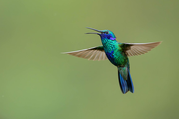 Sparkling Violetear