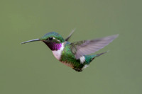 White-bellied Woodstar
