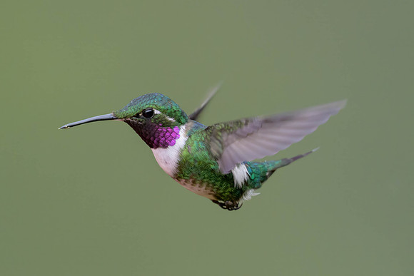 White-bellied Woodstar