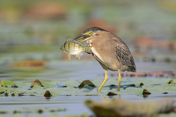 Striated Heron