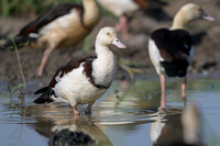 Radjah Shelduck
