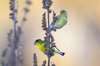 Lesser Goldfinch