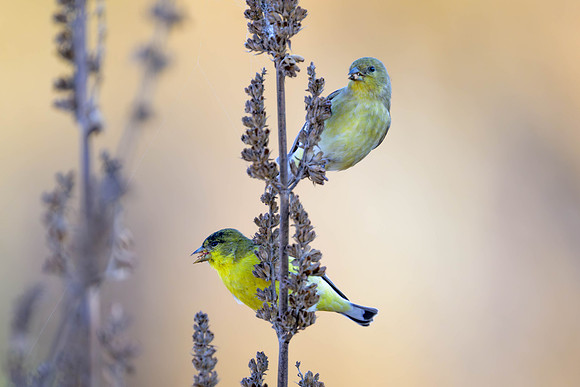 Lesser Goldfinch