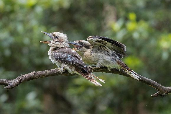 Laughing Kookaburra