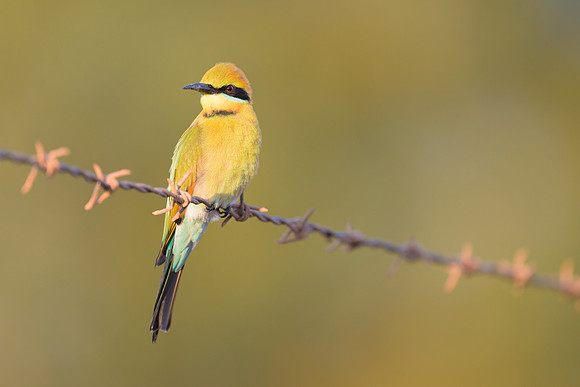 Rainbow Bee-eater