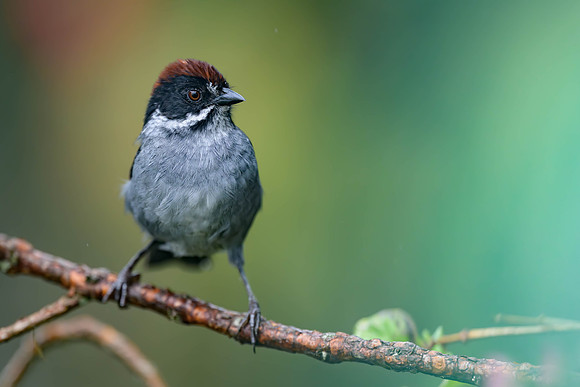 Nothern Slaty Brushfinch