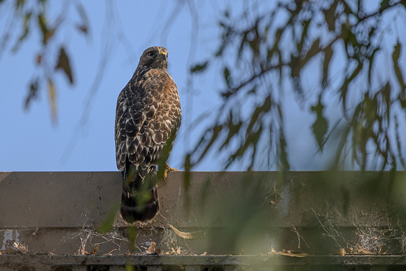 Red-shouldered Hawk