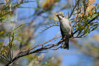 Brown-headed Honeyeater