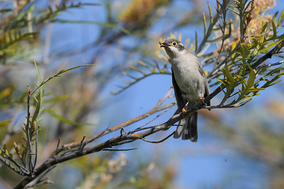 Brown-headed Honeyeater