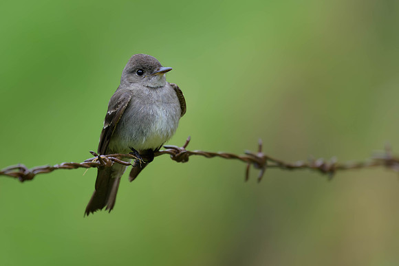 Eastern Wood-Pewee