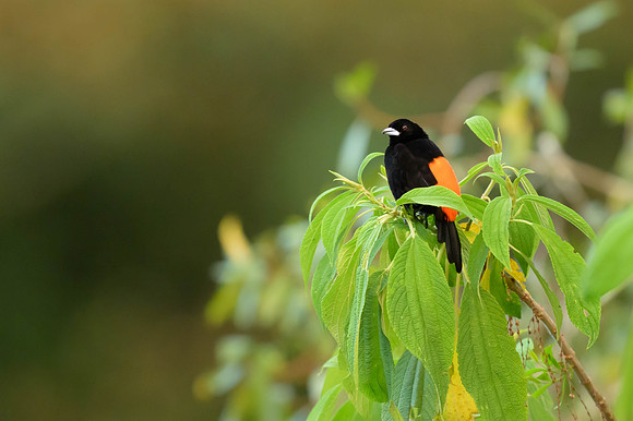 Flame-rumped Tanager