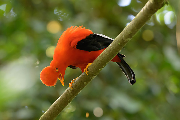 Andean Cock-of-the-Rock
