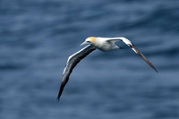 Australasian Gannet