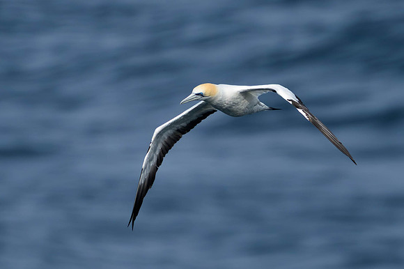 Australasian Gannet