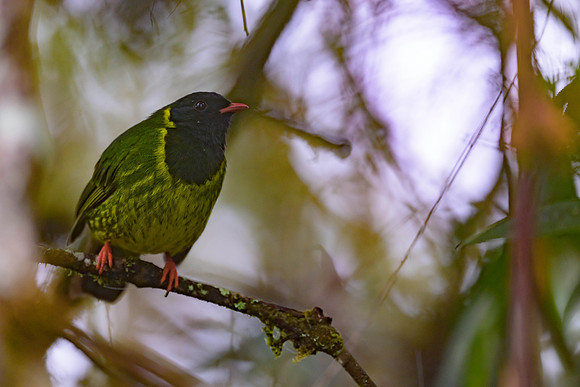 Green-and-Black Fruiteater