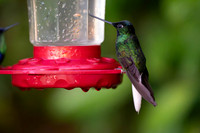 White-tailed Starfrontlet