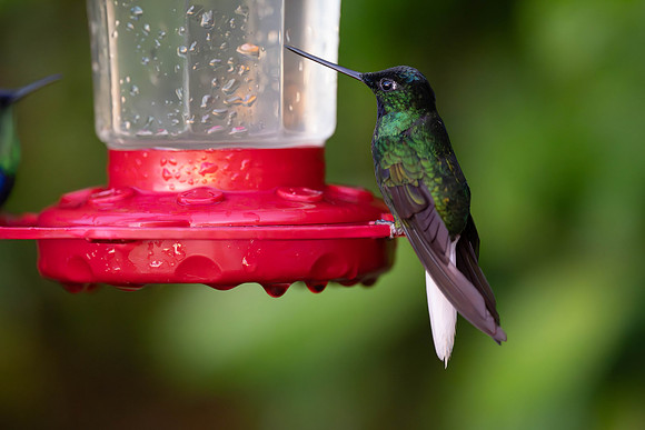 White-tailed Starfrontlet