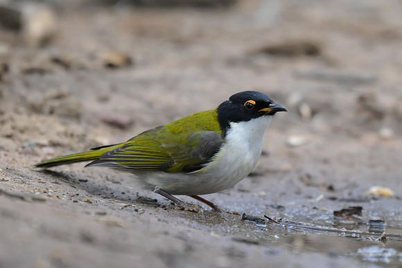 White-naped Honeyeater