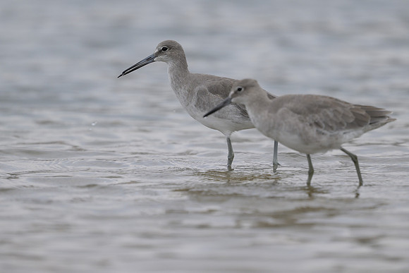 Willet