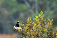 White-capped Tanager