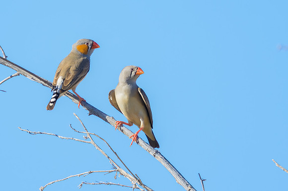 Zebra Finch