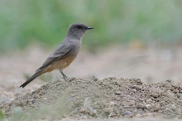 Say's Phoebe