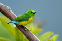 Blue-naped Chlorophonia