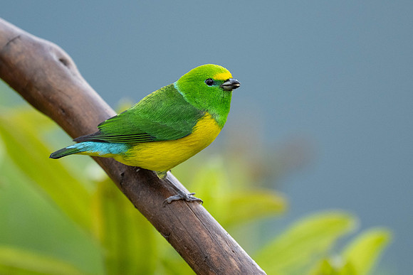 Blue-naped Chlorophonia
