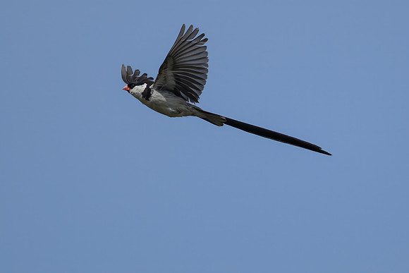 Pin-tailed Whydah