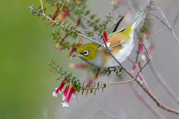 Silvereye