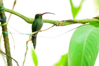 Green Hermit