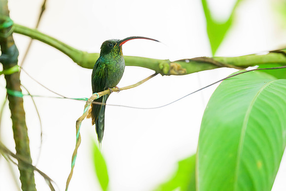 Green Hermit