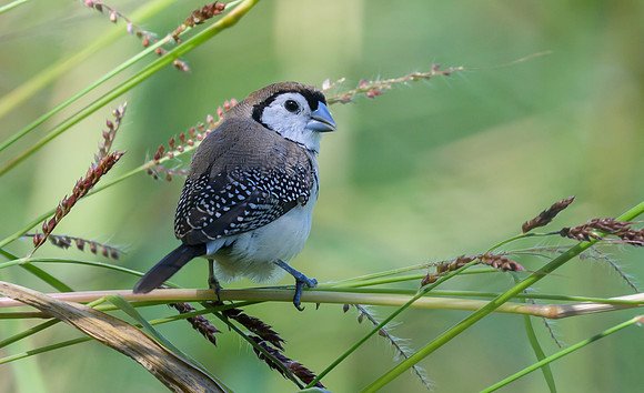 Double-barred Finch