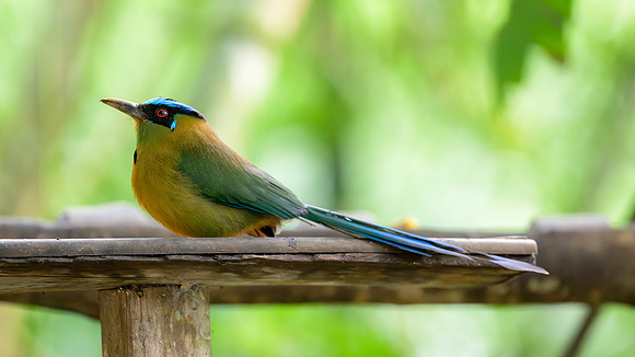 Andean Motmot