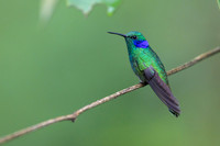 Lesser Violetear
