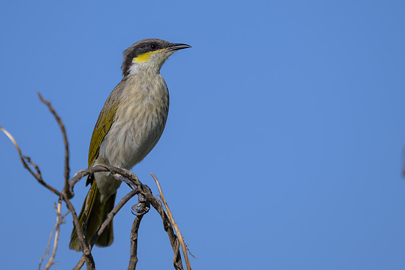 Singing Honeyeater