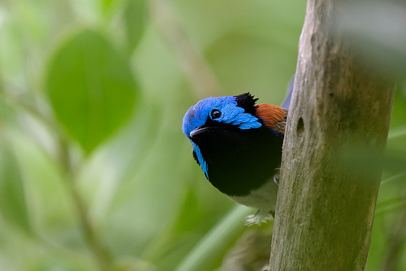 Variegated Fairywren