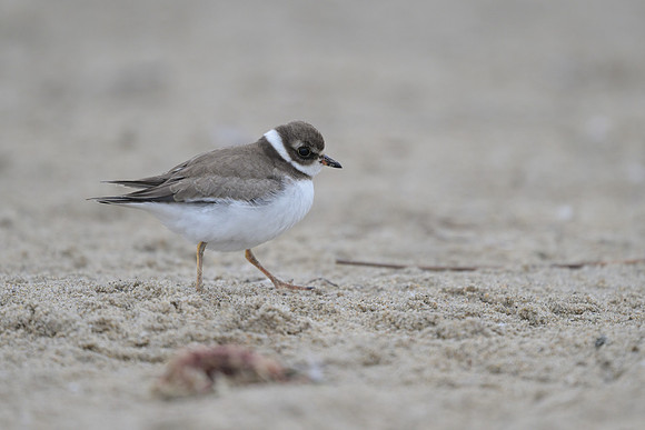 Semipalmated Plover