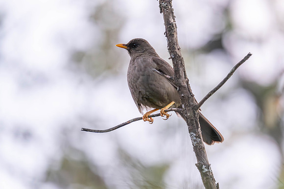 Great Thrush